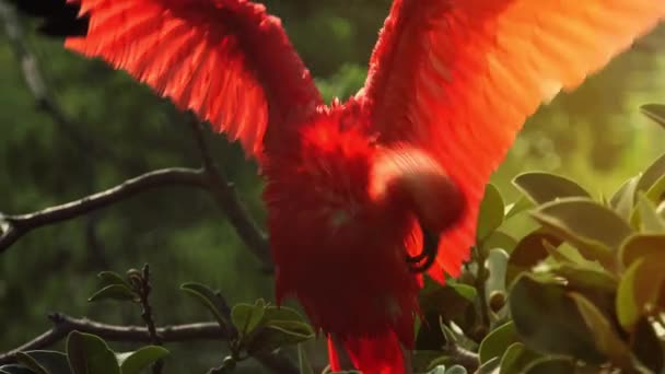 Ibis escarlata de pie en la rama del árbol — Vídeos de Stock