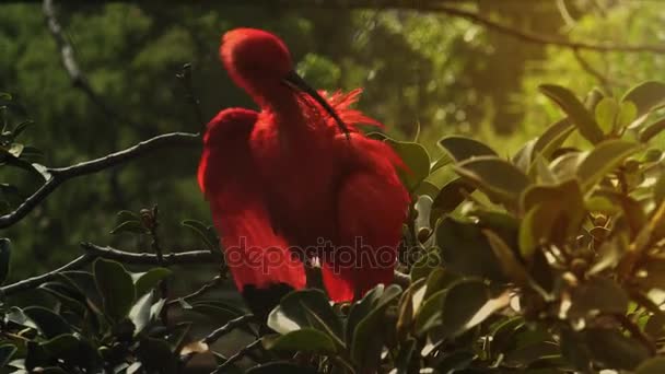 Scarlet Ibis stojící na větev stromu — Stock video