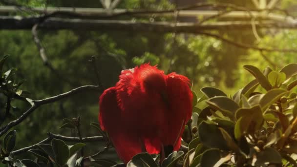 Scarlet Ibis, στέκεται πάνω σε κλαδί δέντρου — Αρχείο Βίντεο
