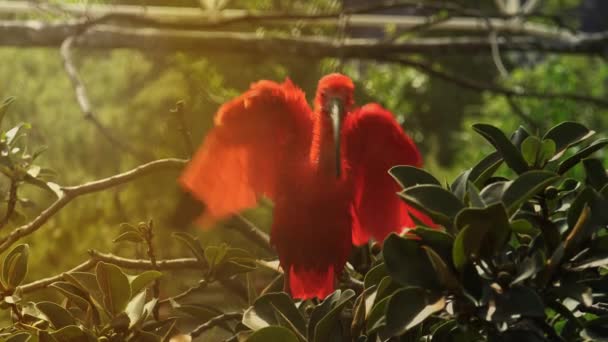 Scarlet Ibis Standing on Tree Branch — Stock Video
