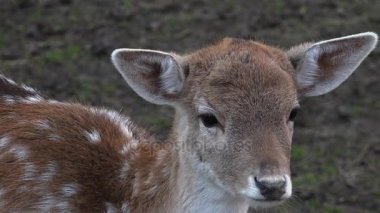 Genç vahşi Karaca, yakın çekim
