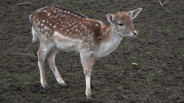 Young wild roe deer, close up — Stock Video