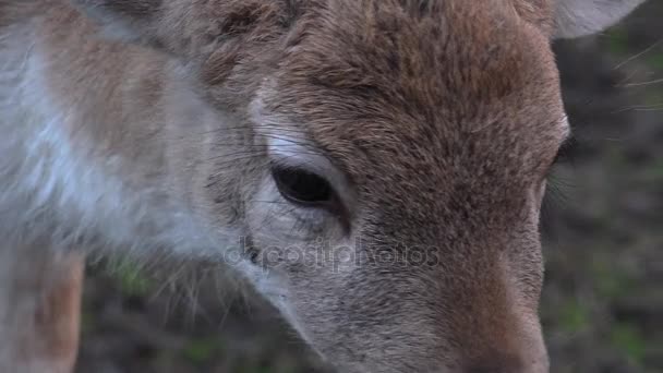 Jovem corça selvagem veado, close-up — Vídeo de Stock
