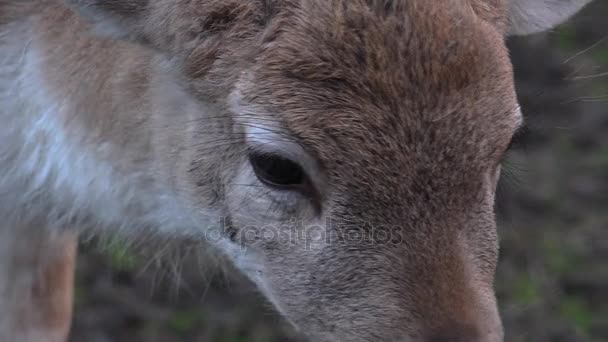 Jeune chevreuil sauvage, gros plan 