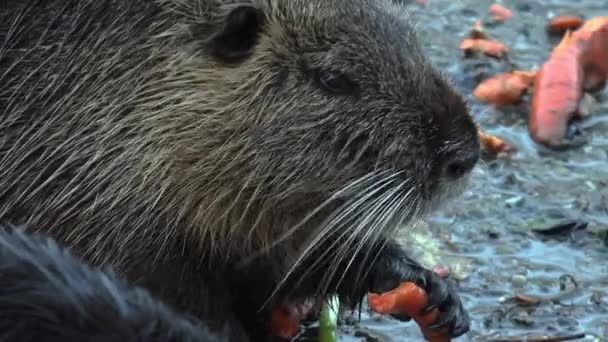 かわいい野生の毛皮のような捕獲 (川のラット、ヌートリア) を食べる