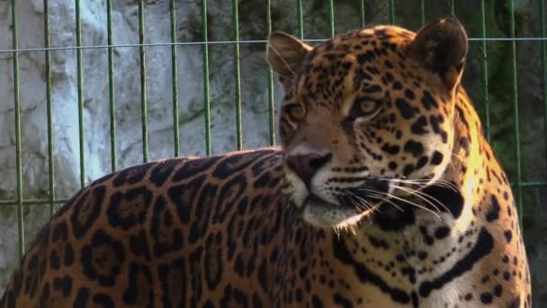 Ягуар гуляет по клетке в зоопарке — стоковое видео