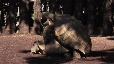 Afrika mahmuzlu kaplumbağası (Geochelone sulcata) çiftleşme.