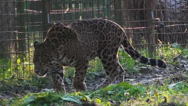 Jaguar camina por la jaula en el zoológico — Vídeo de stock