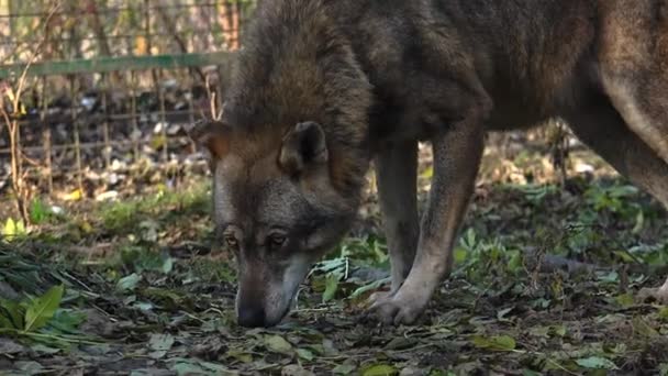 The wolf is eating something in captivity — Stock Video