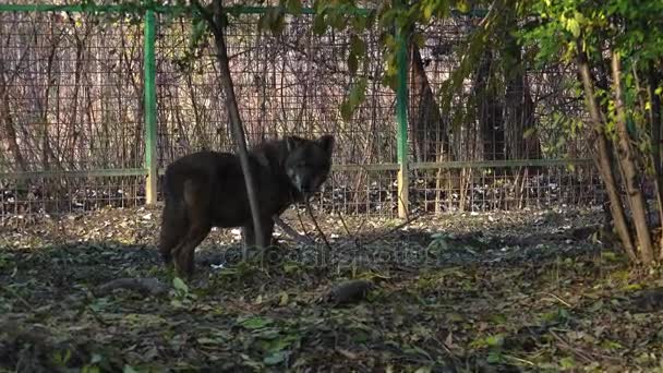 El lobo está comiendo algo en cautiverio. — Vídeos de Stock