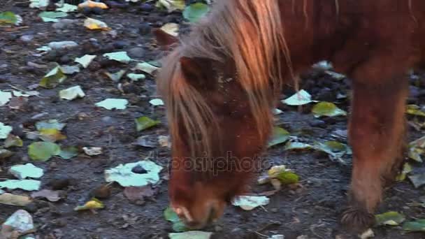 Pony v západu slunce — Stock video