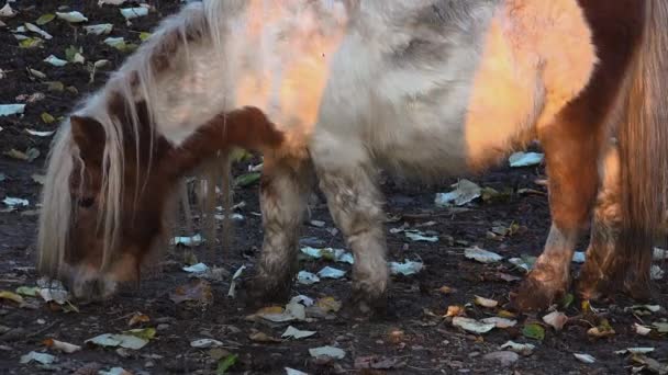 Пони едят на закате — стоковое видео