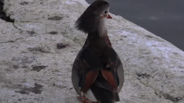 Mandarin duck is thawing — Stock Video