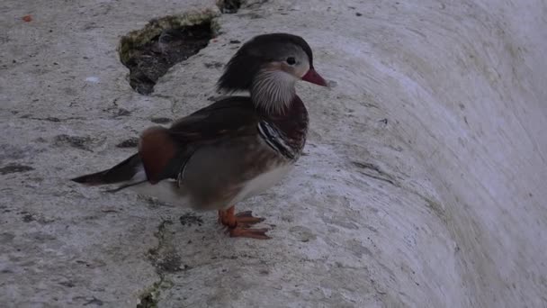 El pato mandarín se está descongelando — Vídeos de Stock