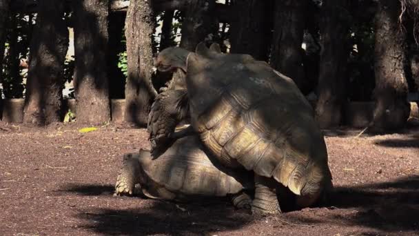 Αφρικανική κεντρίσει ζευγάρωμα χελώνα (Geochelone sulcata). — Αρχείο Βίντεο