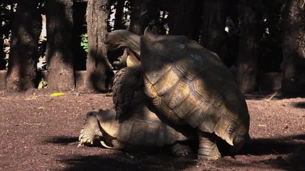 Afrikanska sporrade sköldpadda (Geochelone sulcata) parning. — Stockvideo