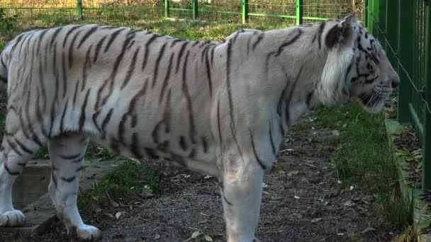 The majestic white tiger — Stock Video