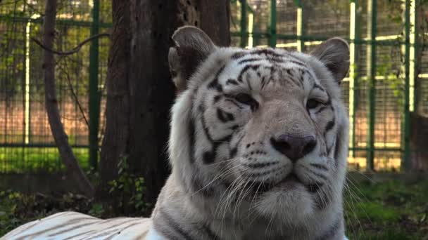 Величественный белый тигр — стоковое видео