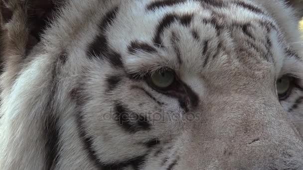 The eyes of the majestic white tiger — Stock Video