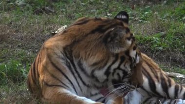 Sibirya kaplanı dinleniyor