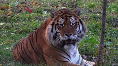 bengal kaplanı dinlenme