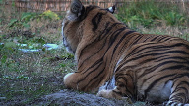 bengal kaplanı dinlenme