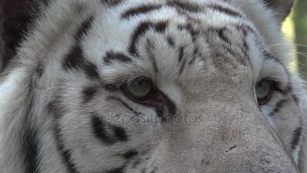 Die Augen des majestätischen weißen Tigers — Stockvideo