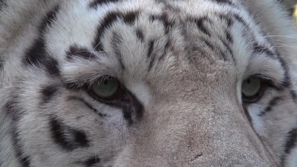 Los ojos del majestuoso tigre blanco — Vídeos de Stock