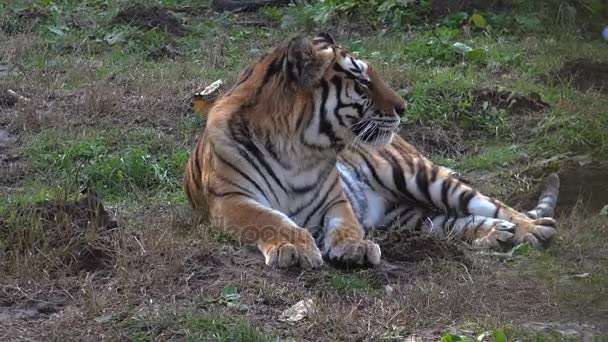 El tigre siberiano está descansando — Vídeos de Stock