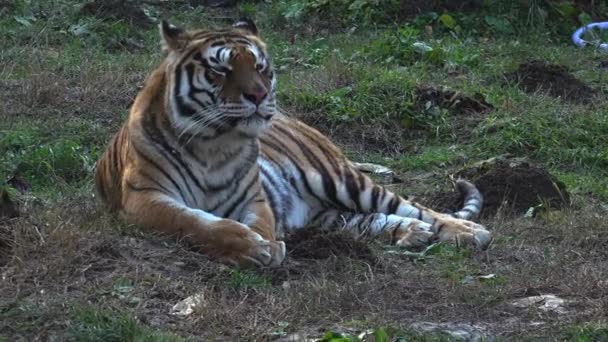 シベリアのトラは休んでいます。 — ストック動画