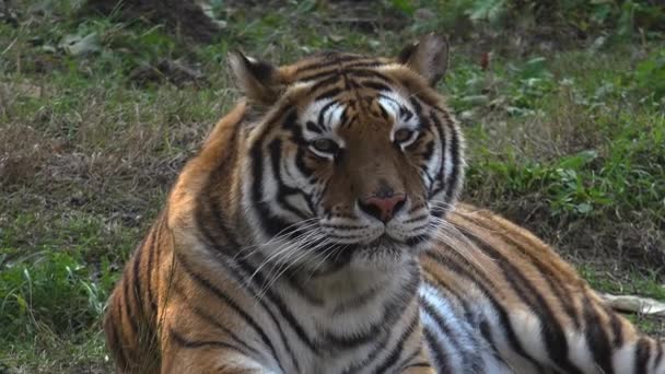 Сибірський тигр відпочиває — стокове відео