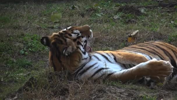 El tigre siberiano está descansando — Vídeos de Stock
