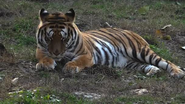 The Siberian tiger is resting — Stock Video