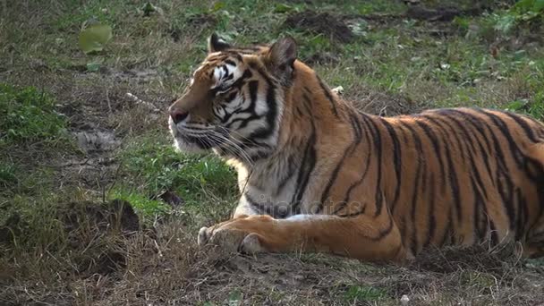 Tygrys syberyjski jest w stanie spoczynku — Wideo stockowe