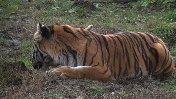 Der sibirische Tiger ruht — Stockvideo