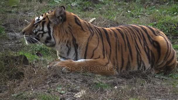 O tigre siberiano está descansando — Vídeo de Stock