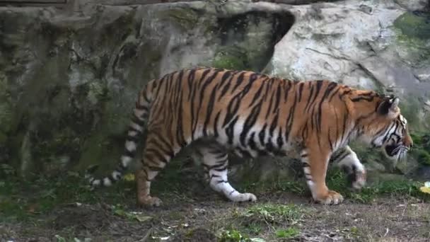 Der sibirische Tiger ruht — Stockvideo