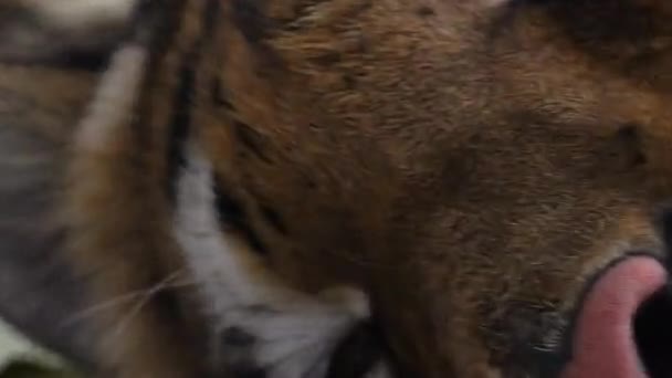 Tygrys syberyjski jest w stanie spoczynku — Wideo stockowe
