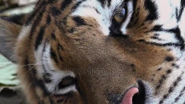 Η τίγρη της Σιβηρίας είναι ανάπαυση — Αρχείο Βίντεο