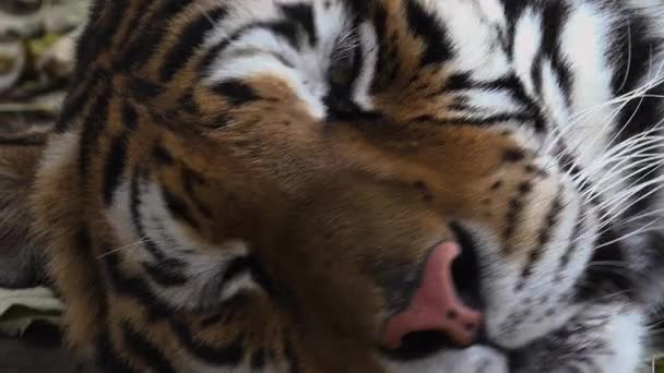 Odpočívající tygr ussurijský