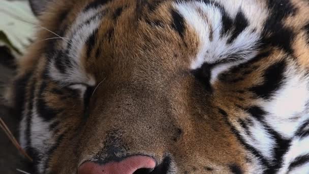 Odpočívající tygr ussurijský — Stock video