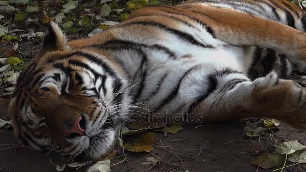 De Siberische tijger is rust — Stockvideo