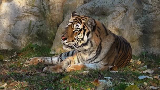 O tigre siberiano está descansando — Vídeo de Stock