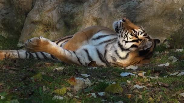 El tigre siberiano está descansando — Vídeos de Stock