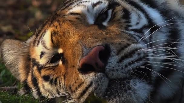 El tigre siberiano está descansando — Vídeo de stock