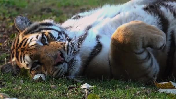 El tigre siberiano está descansando — Vídeos de Stock