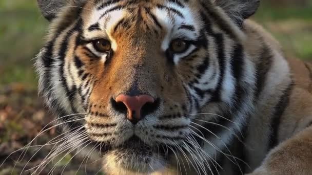 O tigre siberiano está descansando, em seguida, atacar — Vídeo de Stock