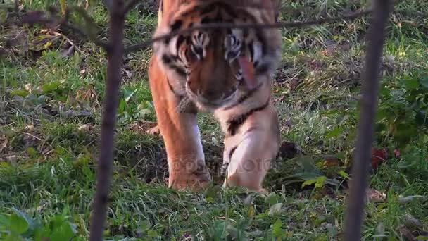 Tigre de Bengala descansando — Vídeos de Stock
