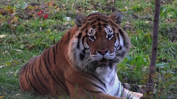 Бенгальский тигр отдыхает — стоковое видео