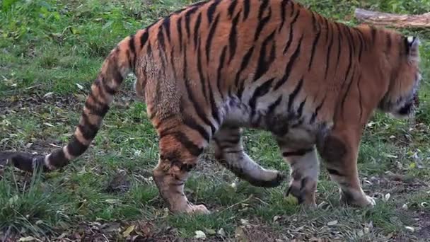 Tigre de Bengala descansando — Vídeos de Stock